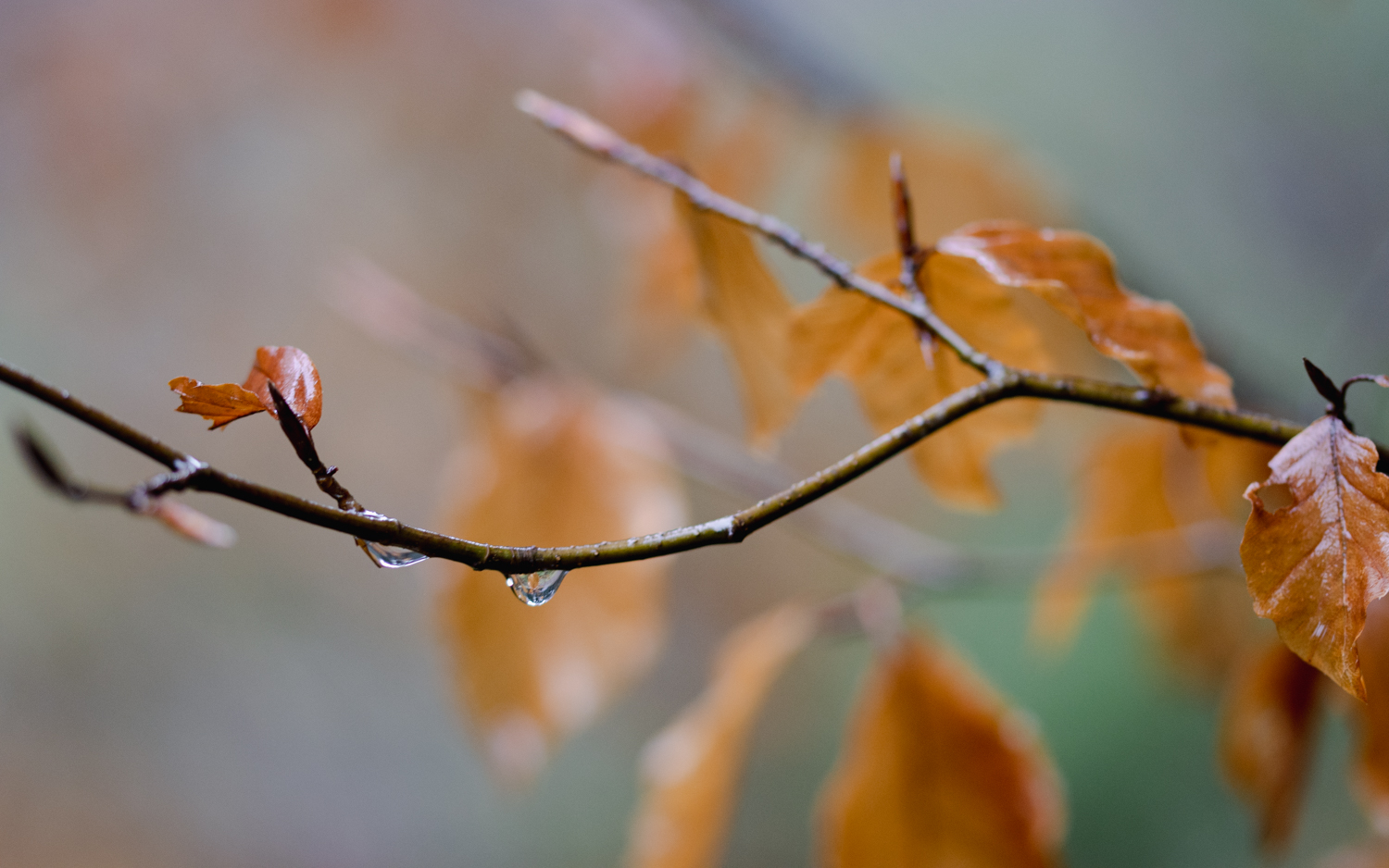 Buchenzweig mit Herbstblättern im Regen mit Wassertropfen